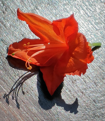 FLOWER OF JAPANESE AZALEA 