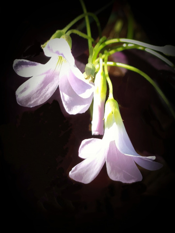 FALSE SHAMROCK