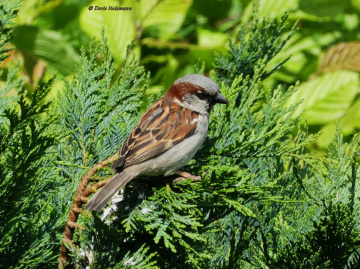 sparrow