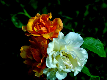 BLÜTEN