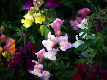 COLORFUL SNAPDRAGON 