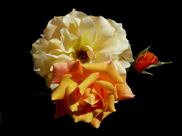 BLÜTEN
