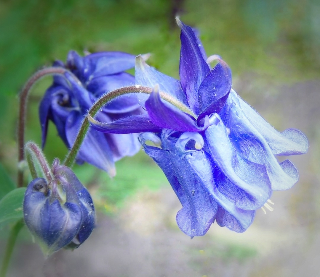 BLUE COLUMBINE