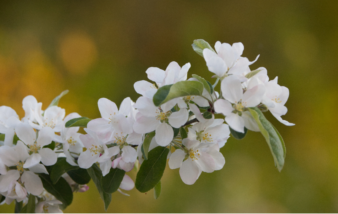 blomster