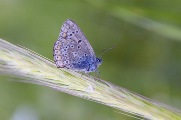 Kelebek