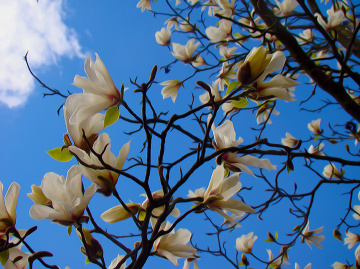 BLÜTEN