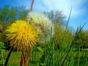 BLÜTEN