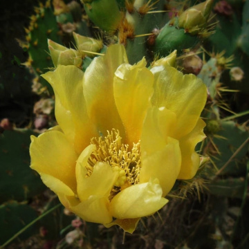 PRICKLY PEAR FLOWER