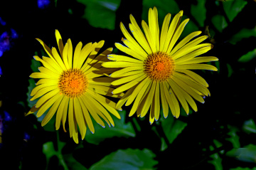 BLÜTEN