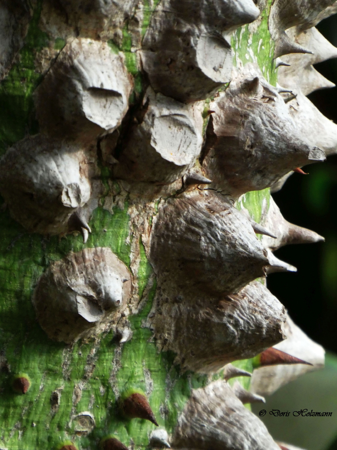 Thorns