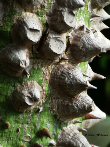 Thorns