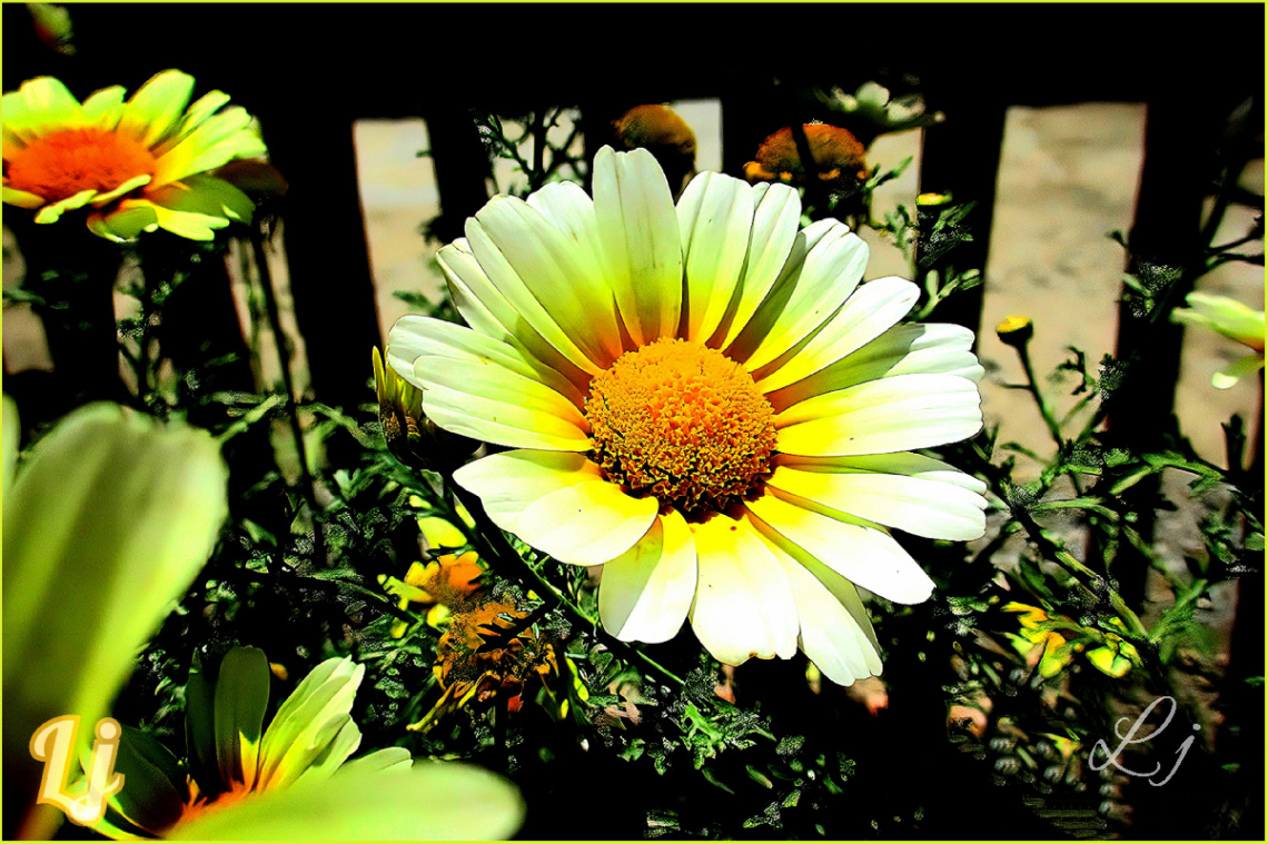 Bright ❤️⚜❤️