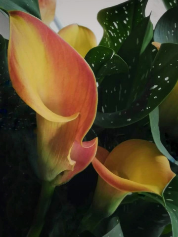 CALLA LILIES 