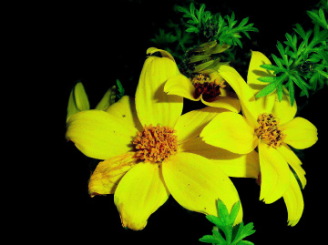 BLÜTEN