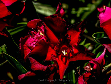 Simply Red
