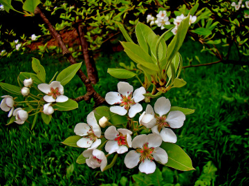 BLÜTEN