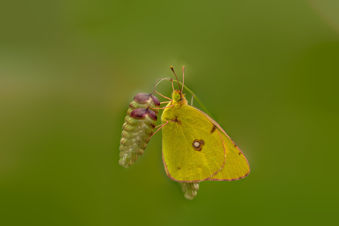 Sarı Azamet Kelebeği