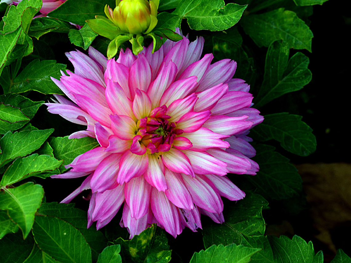 BLÜTE