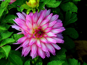 BLÜTE