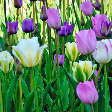 SPRING TULIPS