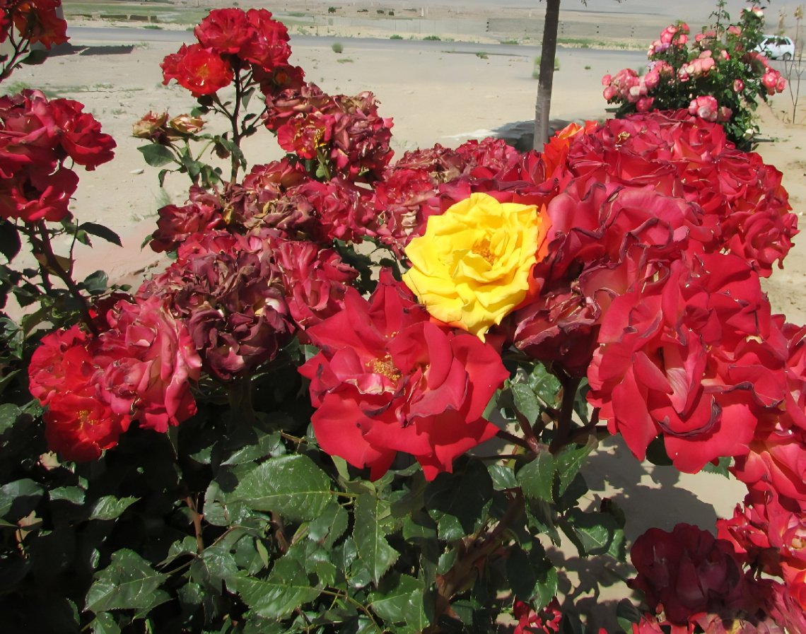 Roses ⚜⚜