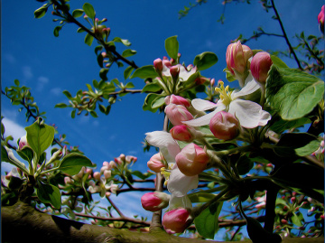 BLÜTEN
