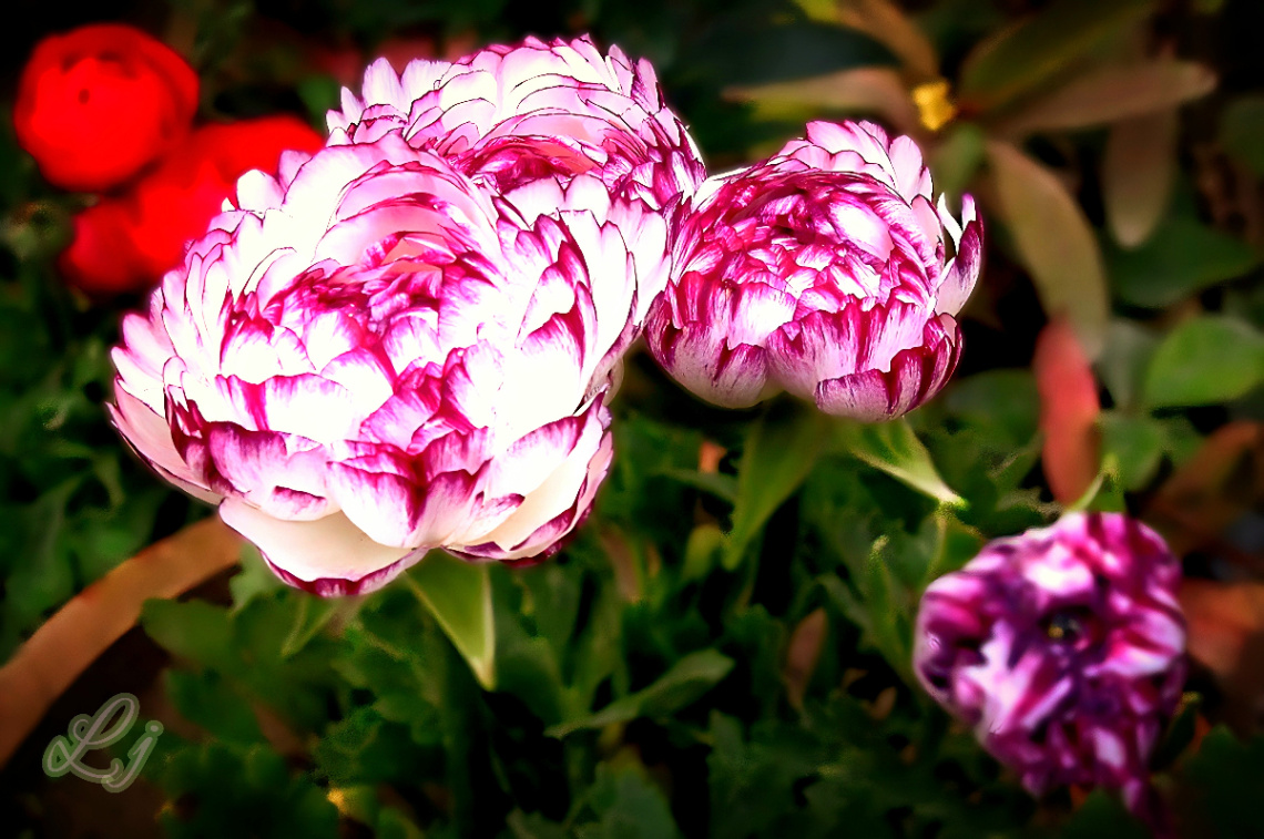 Shades of pink