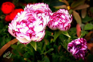 Shades of pink