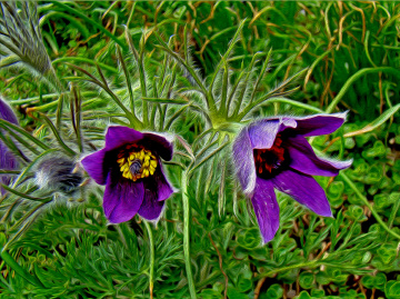 BLÜTEN
