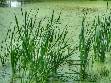 GREEN POND