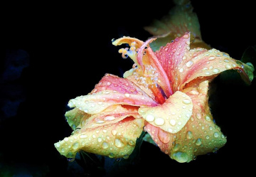 HIBISKUS IN TEARS