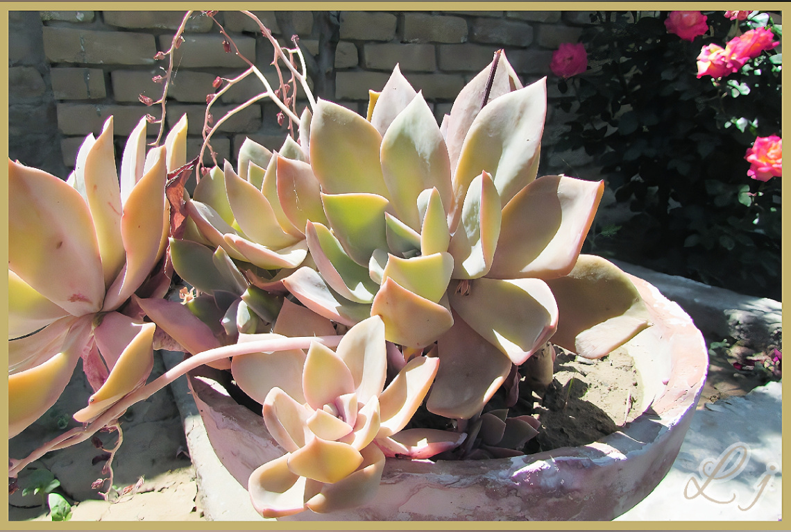 Cactuses 