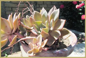 Cactuses 