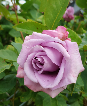 REAL BEAUTY