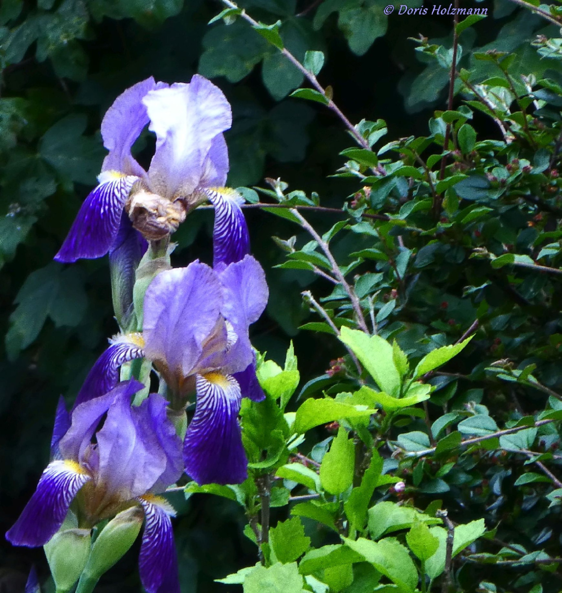 Lilies