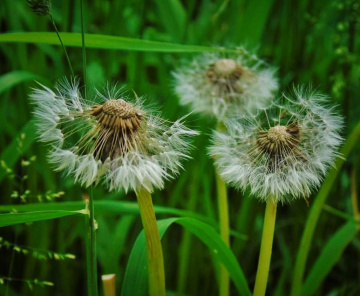 DANDELIONS 