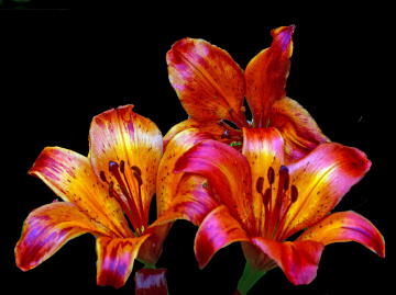 BLÜTEN