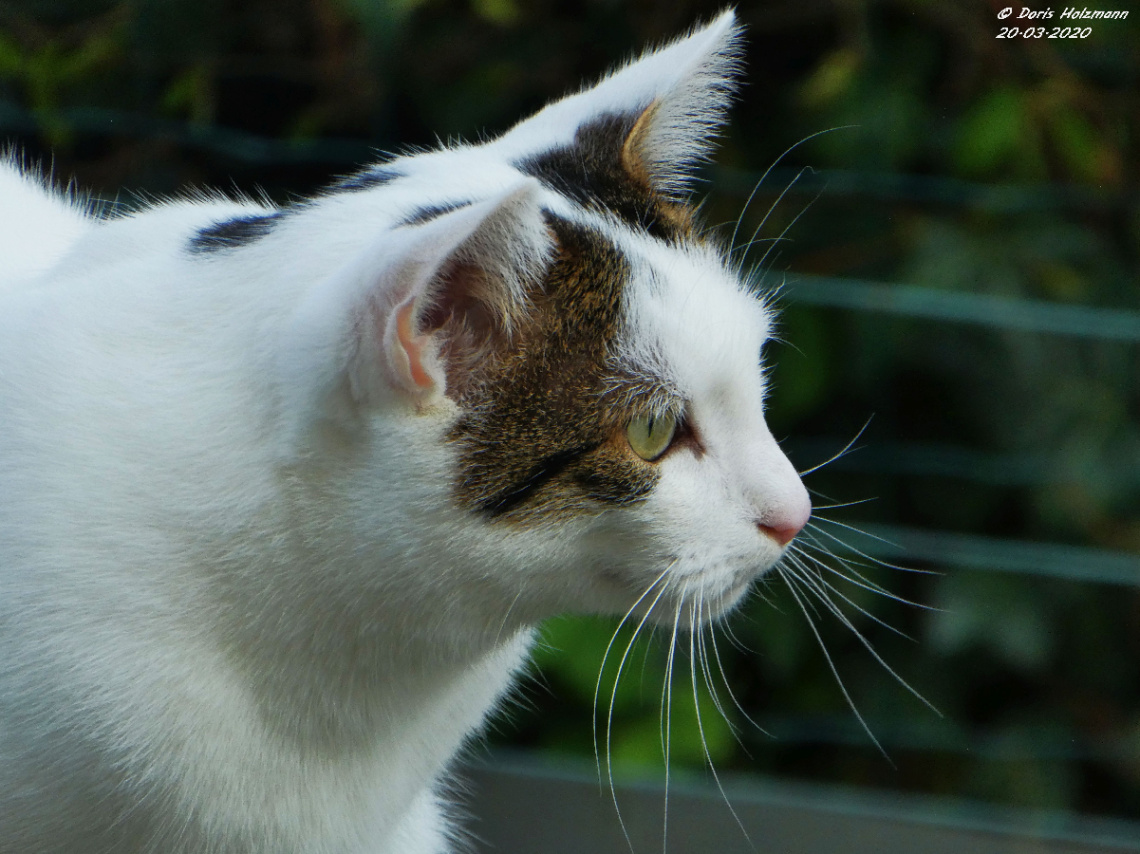 Neighbour's cat 