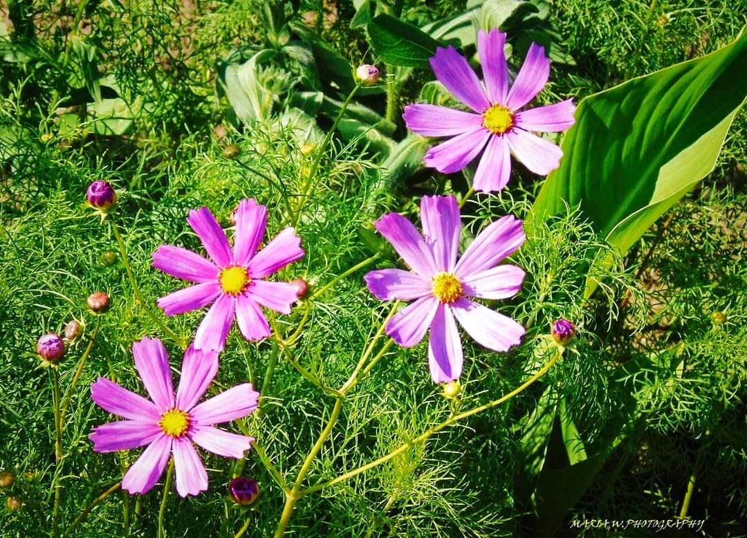 PINK COSMOS 