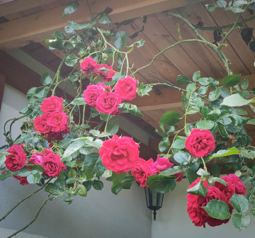 CLIMBING ROSES