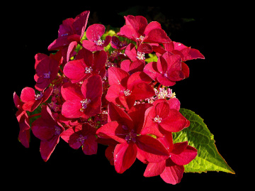BLÜTEN