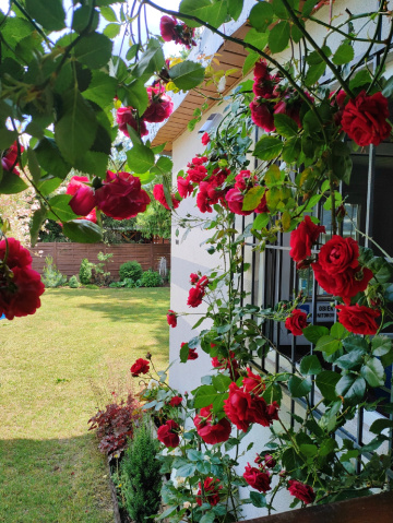 NATURAL DECORATION 