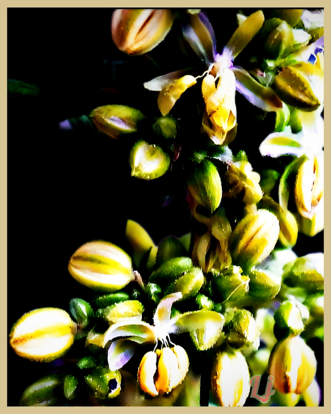 غنچہ، Wild Flowers buds ❤️⚜❤️