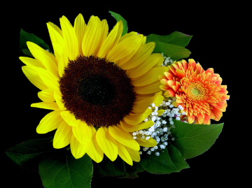 BLÜTEN