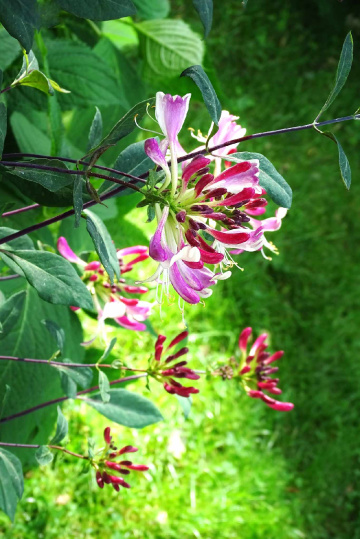 HONEYSUCKLES