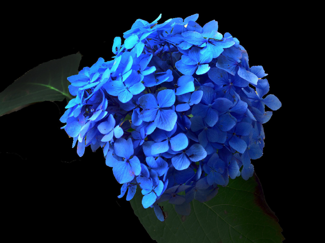 BLÜTEN