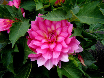 BLÜTE