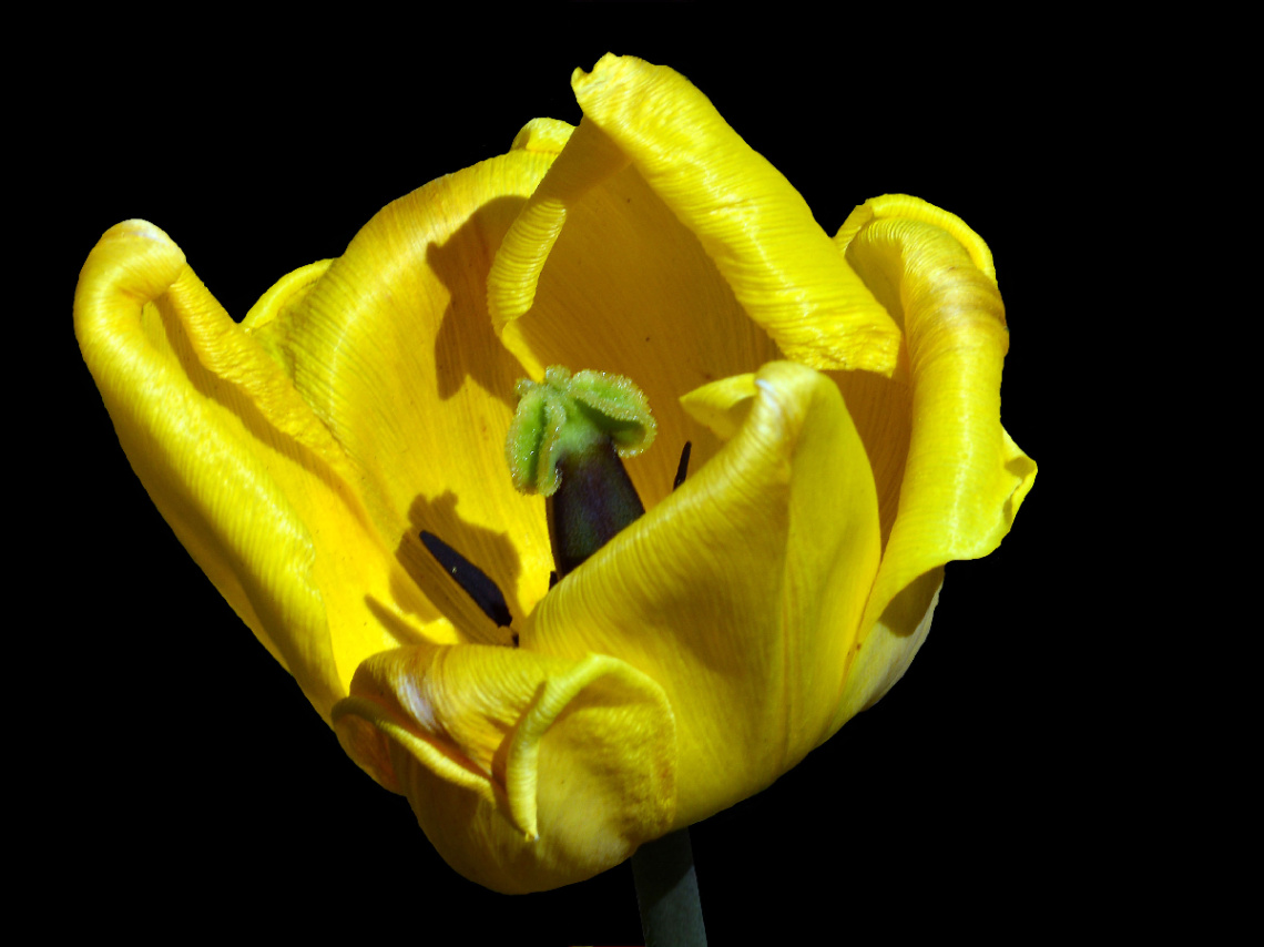 BLÜTE