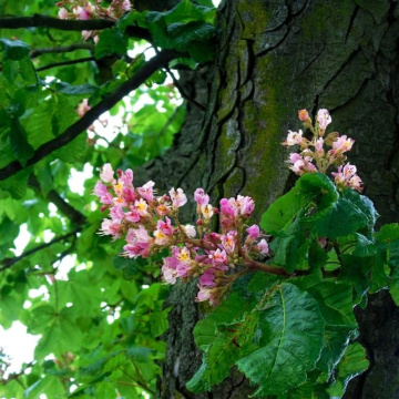 CHESTNUT FLOWERS