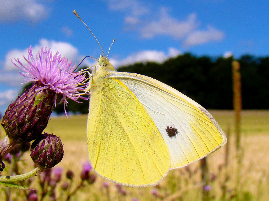 SCHMETTERLING